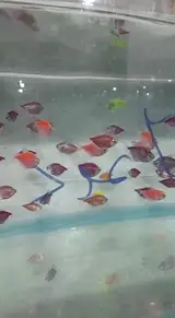 آکواریوم آنجل شرق