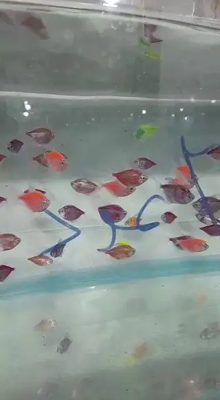 آکواریوم آنجل شرق
