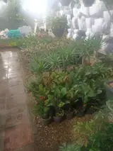 گل و گیاه