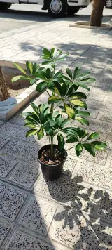 گل و گلدون دانژه
