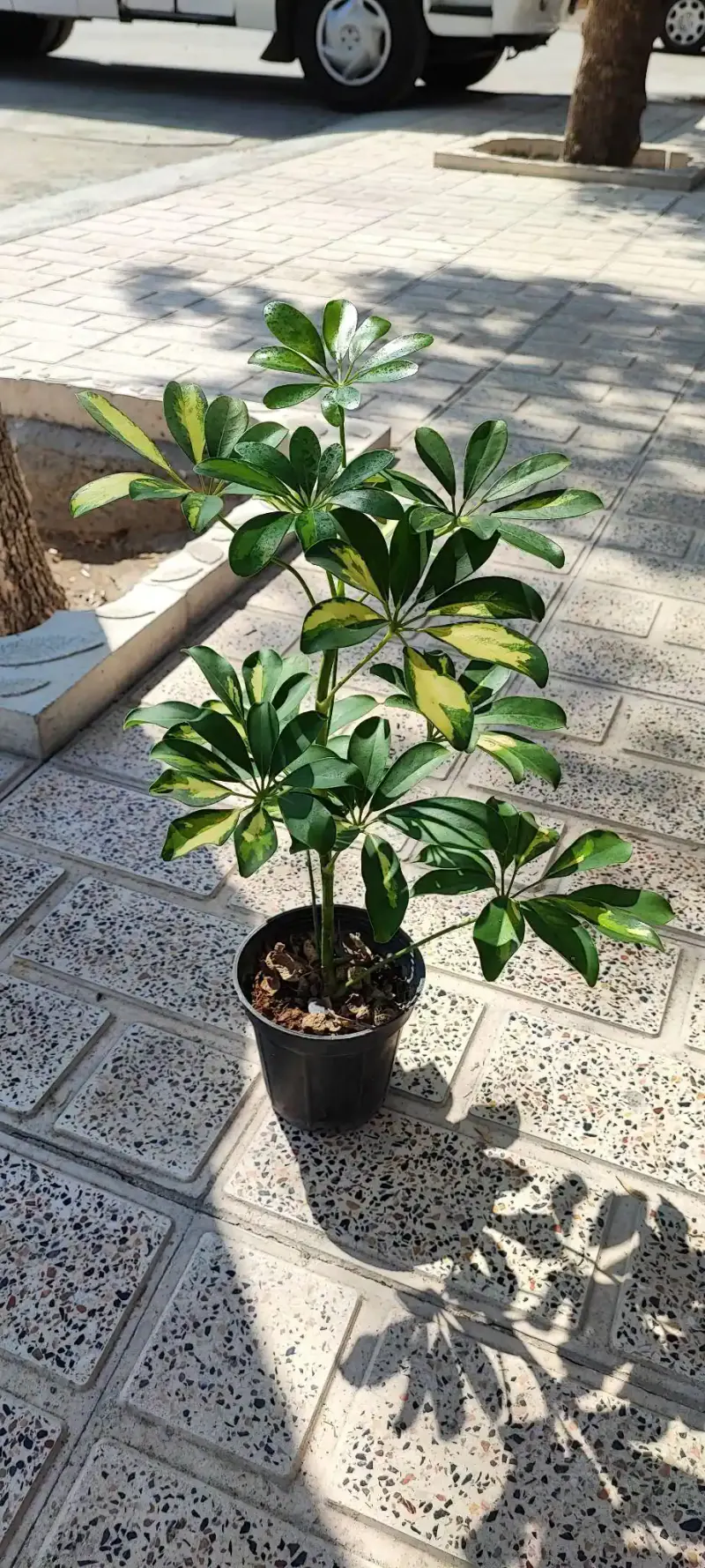 گل و گلدون دانژه