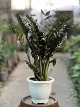 بازار گل لشگری