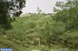 پارک جنگلی یاس (بوستان یاس)