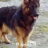 داگ استور