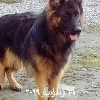 داگ استور