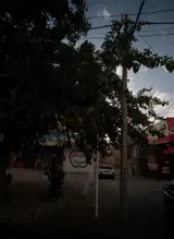 کپلی برگر