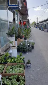 بازار گل بابایی