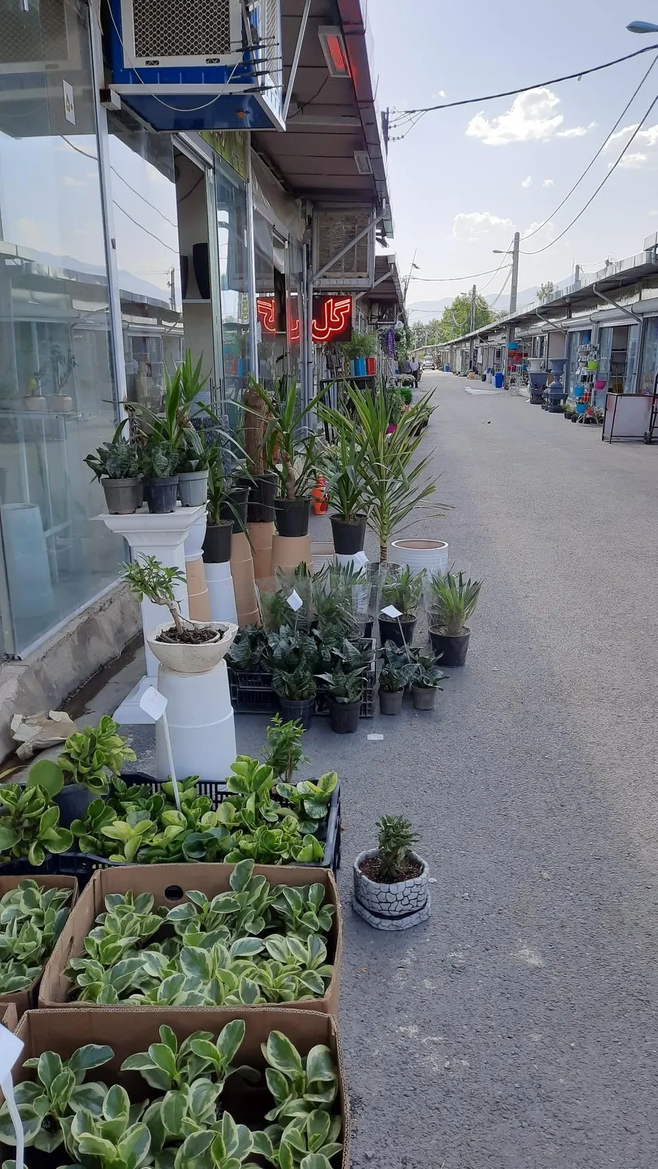 بازار گل بابایی