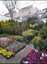 انجام کلیه خدمات باغبانی احمدی