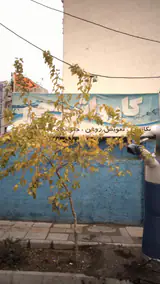 کارواش جم