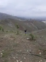 بام پردیس