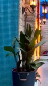 باشگاه ورزشی جردن