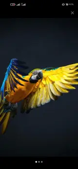 پرنده فروشی ققنوس