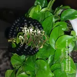گالری بارانیکا(اکسسوری و زیورآلات)