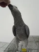 فروش جوجه کاسکو و کاسکو سخنگو کلامدار