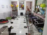 پانسیون و آموزش سگ حکیم
