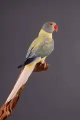 فروشگاه طوطی ریو قم لانه تک ایران