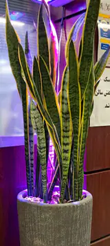 باشگاه بدنسازى شراگين
