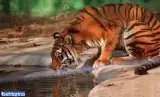 باغ وحش ارم