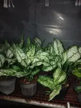 گلخانه آرامش