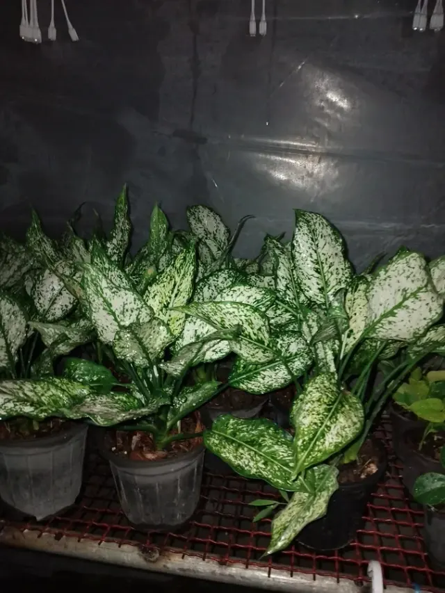 گلخانه آرامش