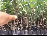 فروش نهال پسته اقای زارع