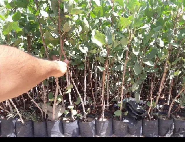 فروش نهال پسته اقای زارع