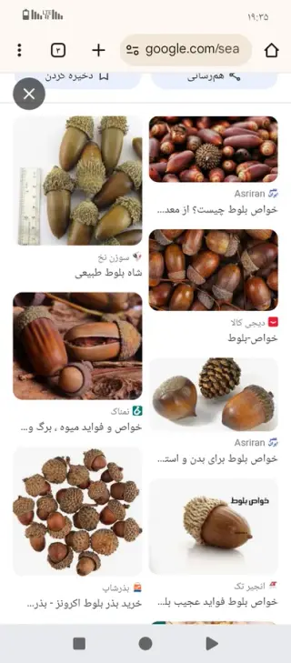 بلوط درمانی جاویدان