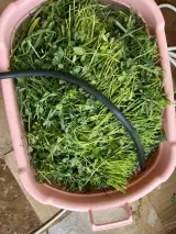 سبزیجات ومواد غذایی نیمه آماده اولیایی