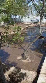 باغبانی وفضای سبز