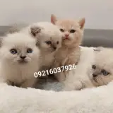 پارسیان کت (خرید و فروش گربه)