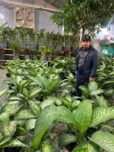 صدراگل فروش انواع گل و گیاه آپارتمانی