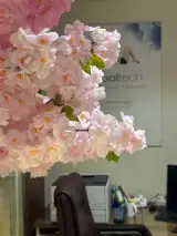 شرمین صیفوری