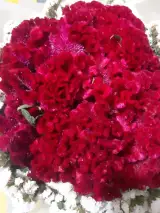 شرکت خدماتی نظافتی یاسر