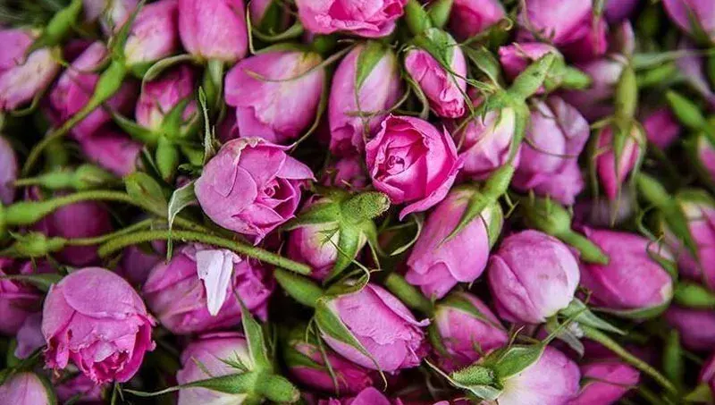 گلاب دوآتشه عرقیجات گیاهی ومعجون شمیم گل