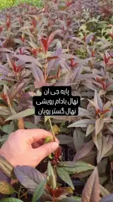 شرکت نھال گستر رویان