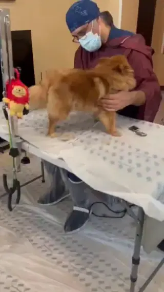 اصلاح و آرایش سگ وگربه در منزل توسط سروش