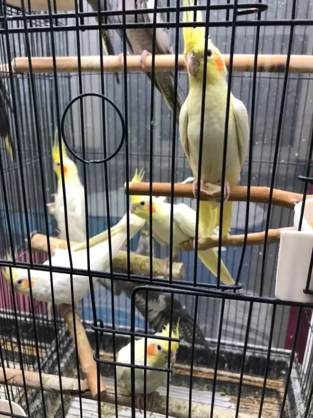 پرنده سرای کلبه
