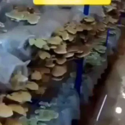 فروش کمپوست قارچ و مشاوره آنلاین