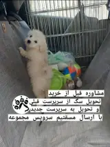 آموزش سگ مرتضی شکری در پونک