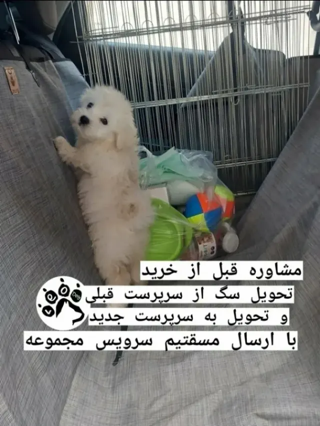 آموزش سگ مرتضی شکری در پونک