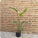 گل و گیاه اپارتمانی سپیده