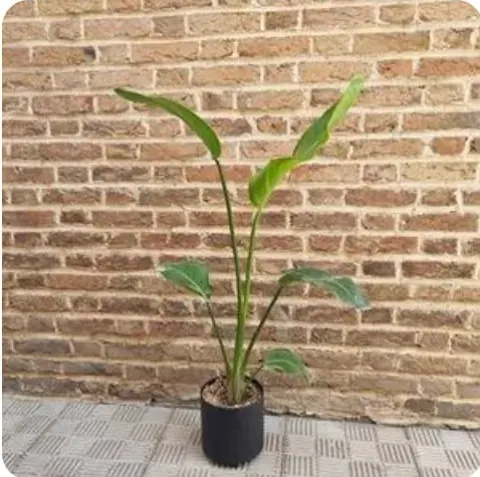 گل و گیاه اپارتمانی سپیده