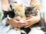 فروش ملزومات حیوانات اخلاصی