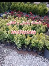 خدمات باغبانی باقری