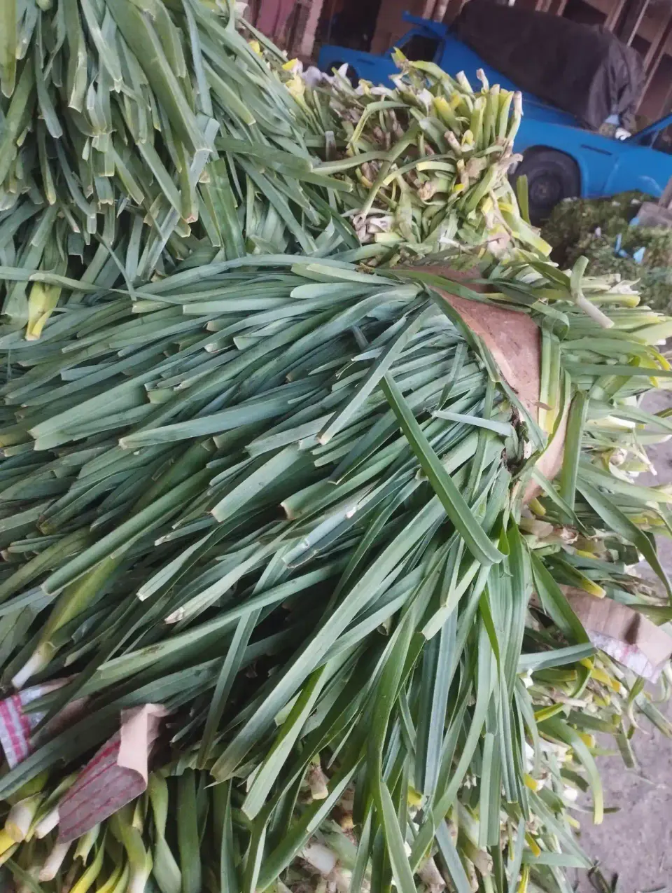 سبزی فروشی ولی زادگان سبزی تونی