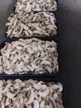 پخش قارچ هیلدانه