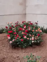 باغبان سید امیر حسین سید محمدی