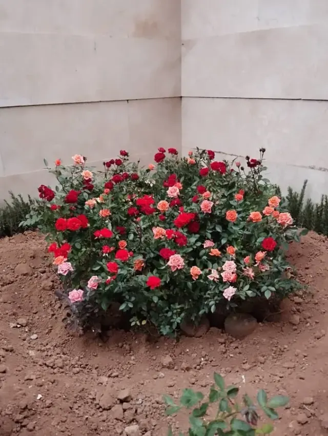 باغبان سید امیر حسین سید محمدی