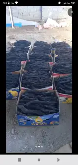 علی بابا